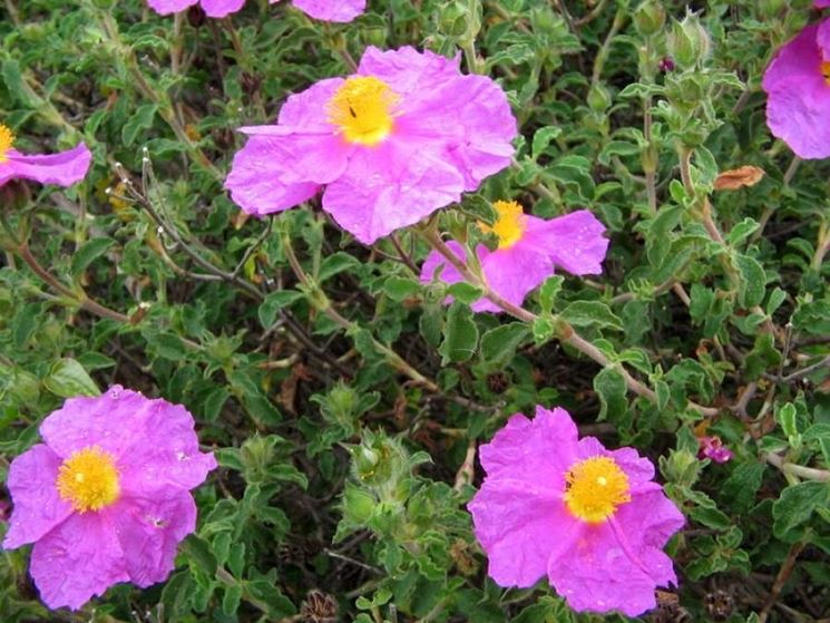 cistus creticus