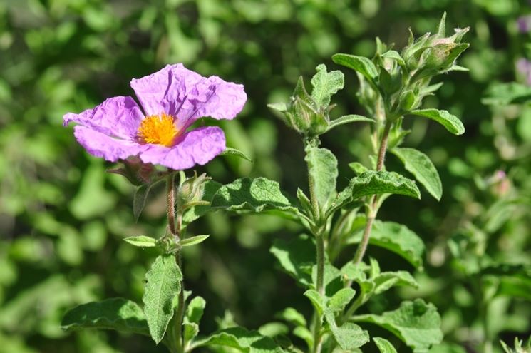 cistus creticus