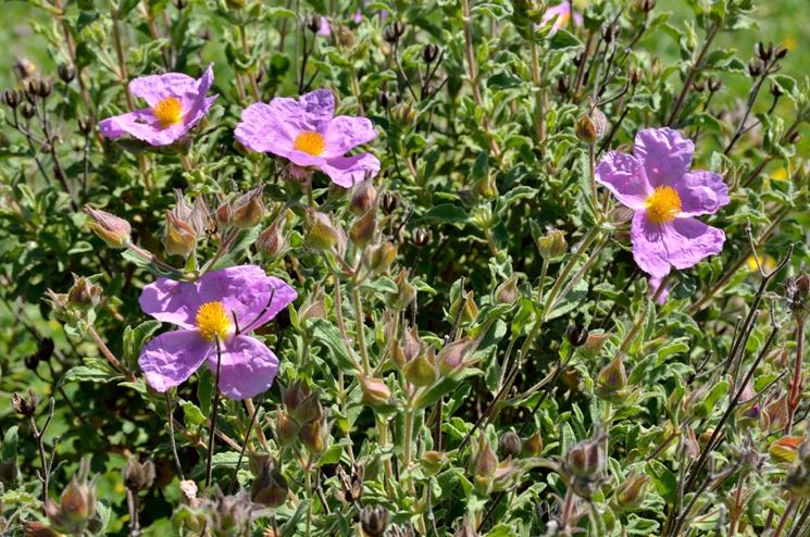 cistus creticus