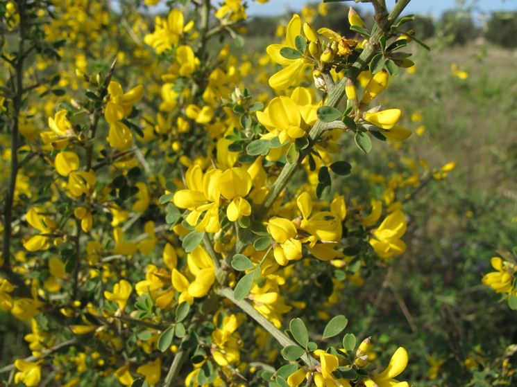 cytisus scoparius