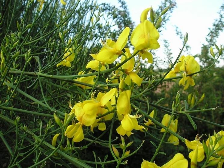 cytisus scoparius