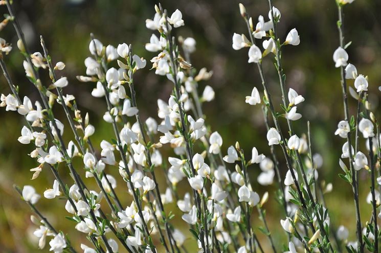 Cytisus multifloris