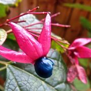 Clerodendro