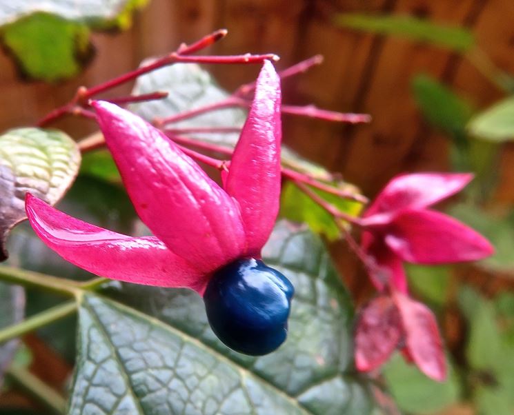 Clerodendro