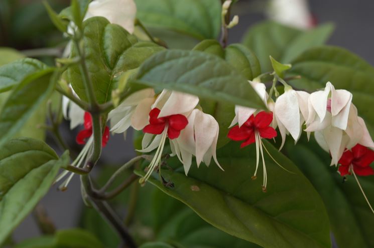 Clerodendro thomsoniae