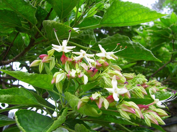 clerodendro trichotomum