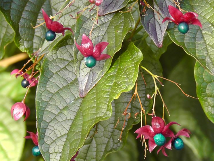 clerodendro