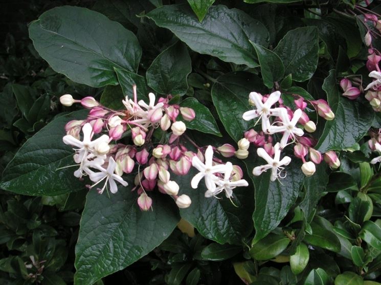 clerodendro trichotomum