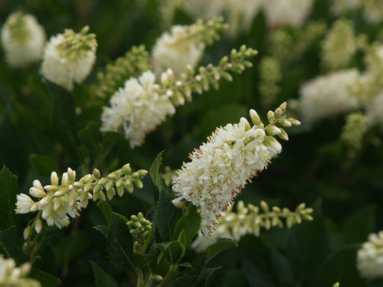 clethra alnifolia