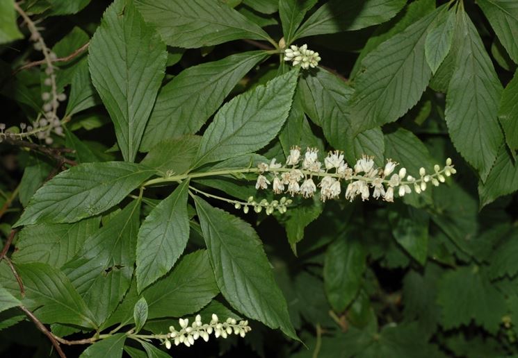 clethra