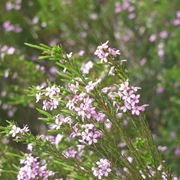 Diosma