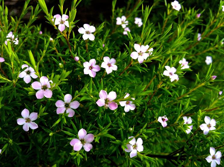 Coleonema pulchellum