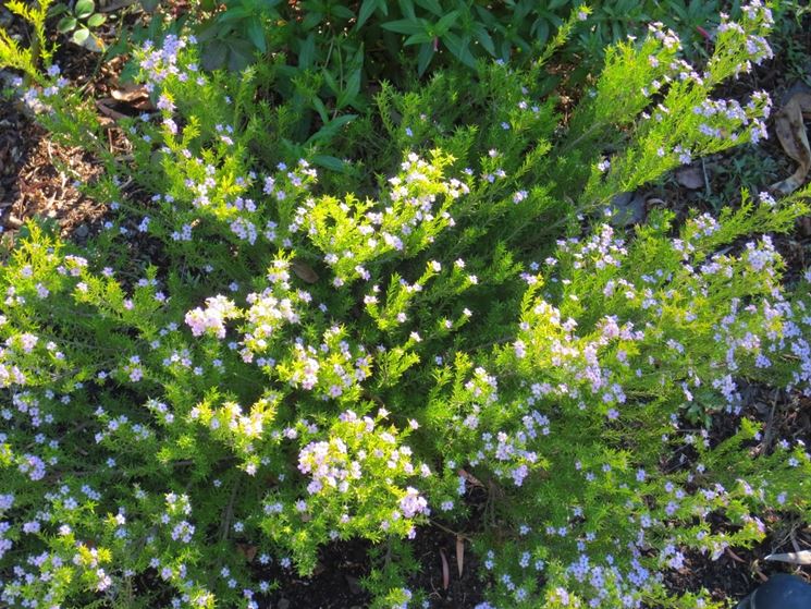 diosma
