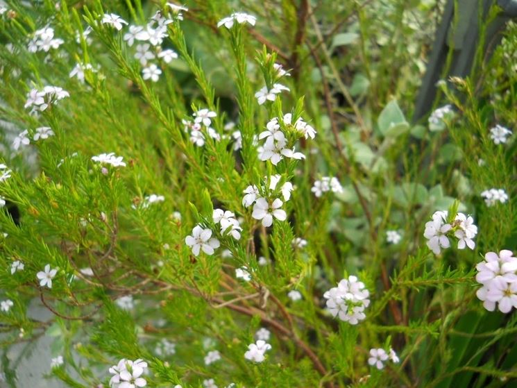 diosma