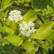 Cornus alba