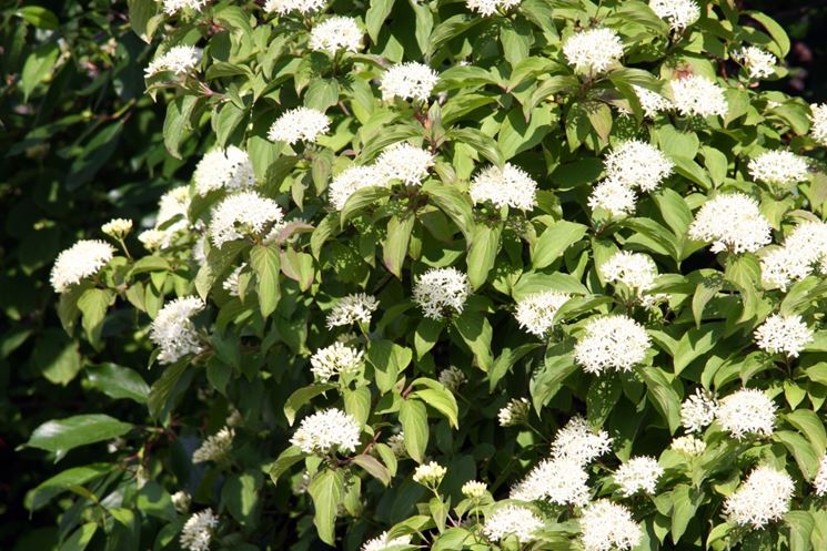 Cornus alba