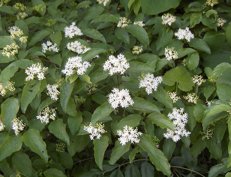 cornus