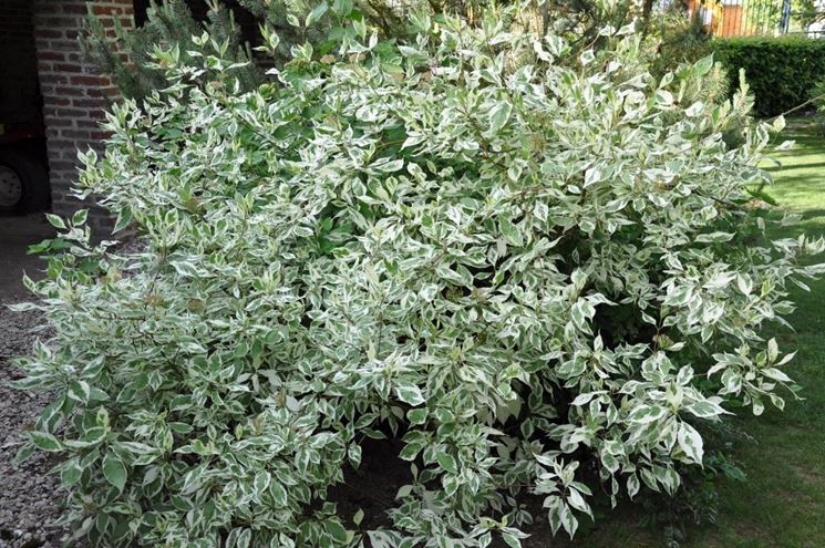 cornus alba elegantissima