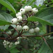 cornus alba