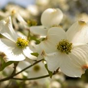 cornus pianta