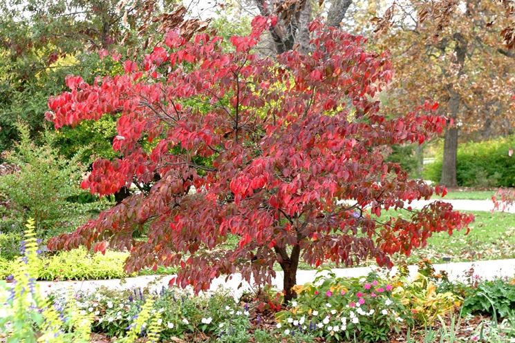 Cornus Florida