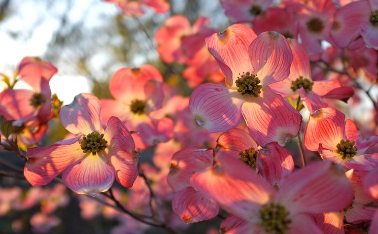 cornus florida rubra