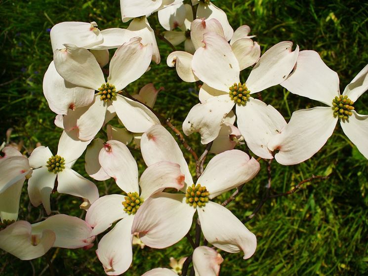 cornus florida