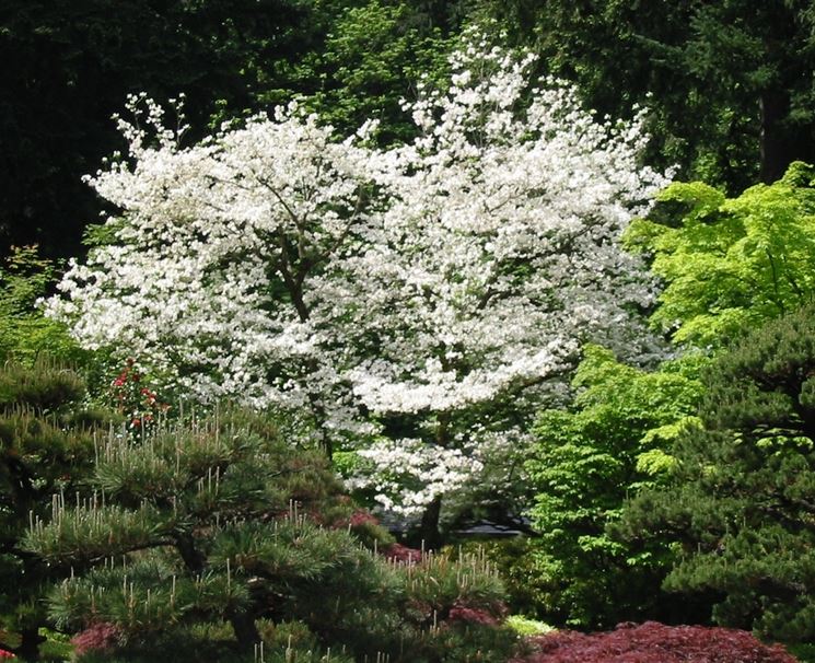 fioritura di cornus florida