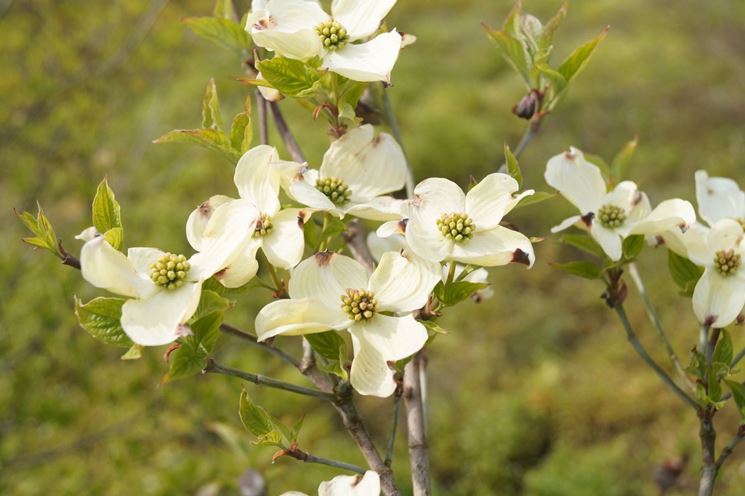 cornus florida cloud nine