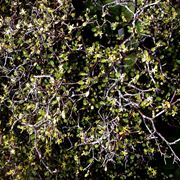 Corokia