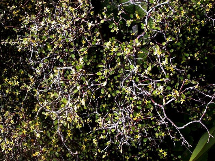 Corokia