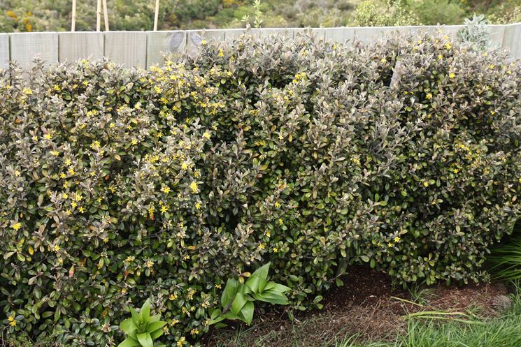 Corokia