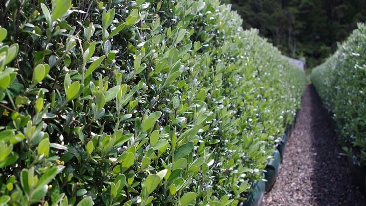 siepe di corokia