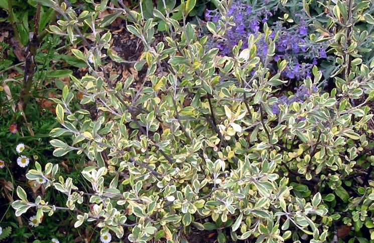 corokia variegata