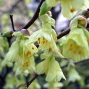 corylopsis 