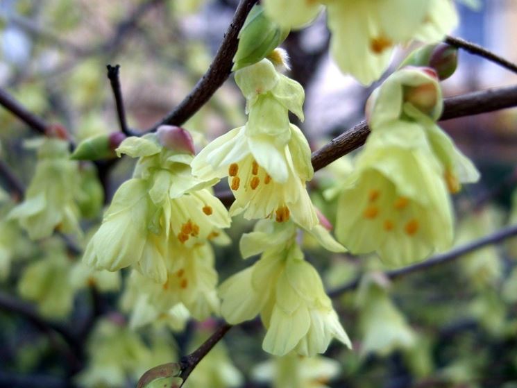 corylopsis 