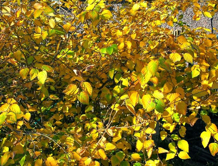 corylopsis 