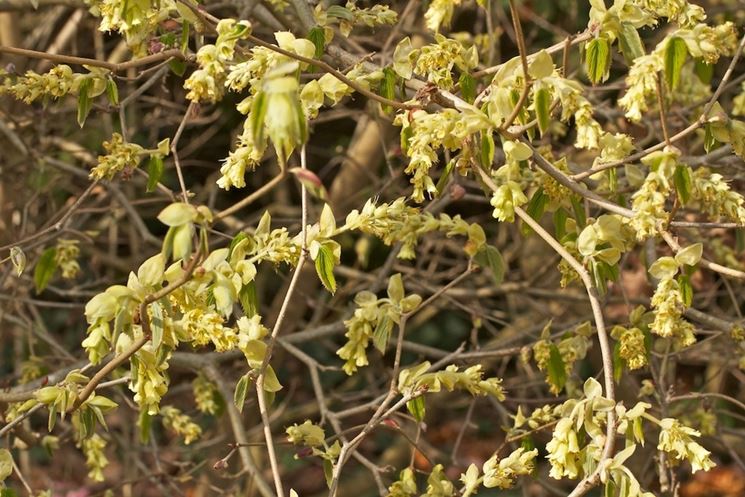 corylopsis spicata