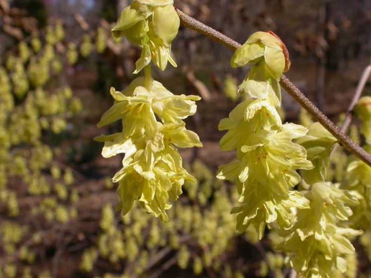 corylopsis pauciflora