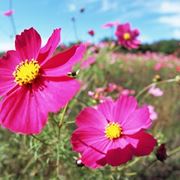 Cosmea