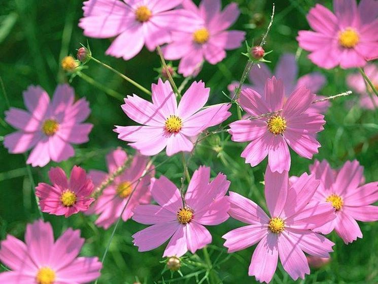 Cosmea