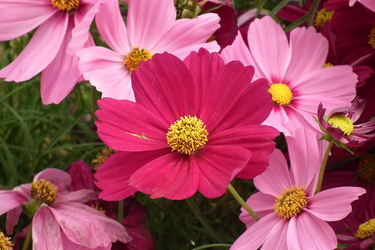 cosmea bipinnata