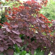 Cotinus