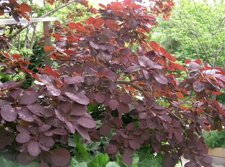 Cotinus