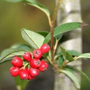 cotoneaster pendulus