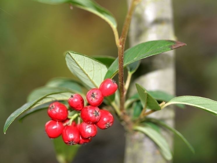 cotoneaster pendulus