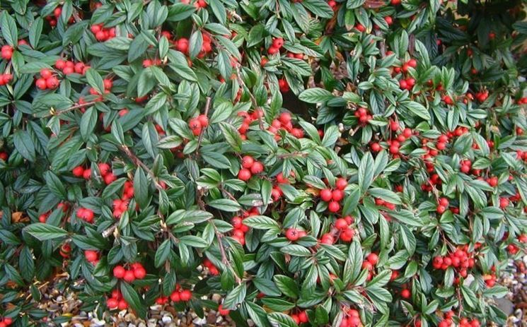 Cotoneaster Salicifolia