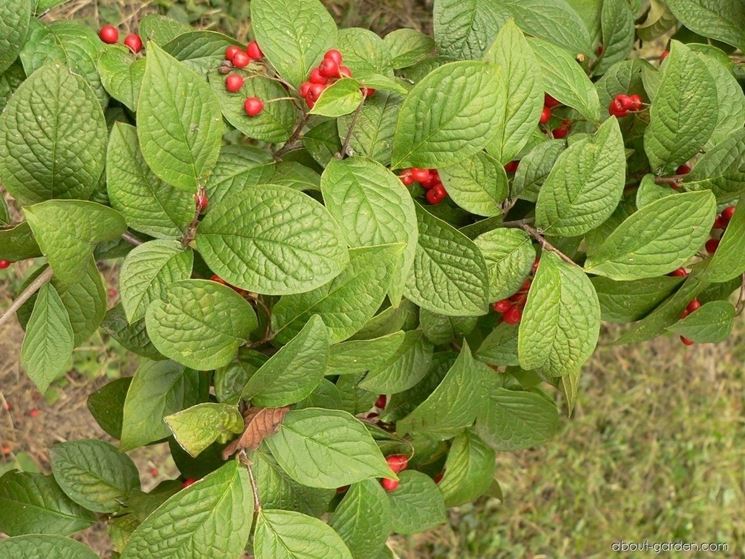 Cotoneaster Bullatus