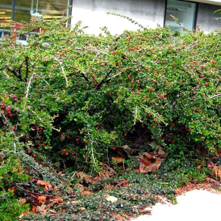 Cotoneaster Horizzontalis