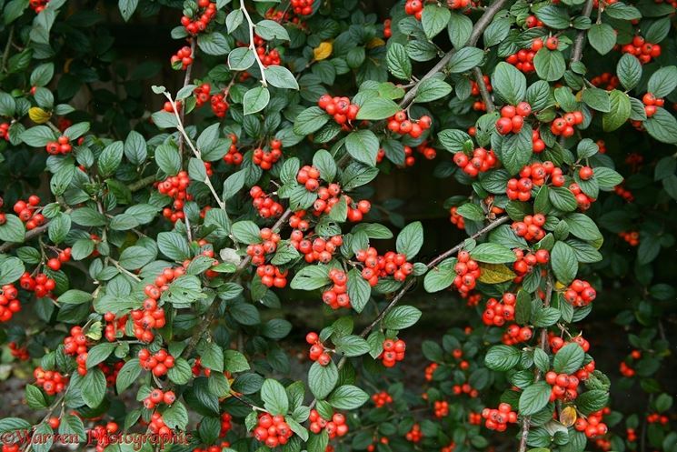 bacche di cotonaster